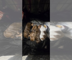 Dachshund Puppy for Sale in NEOSHO, Missouri USA