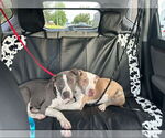 Small #6 American Pit Bull Terrier Mix