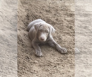 Labrador Retriever Puppy for Sale in CRESTVIEW, Florida USA