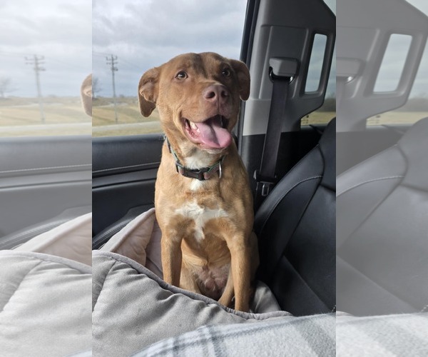 Medium Photo #16 Golden Retriever-Unknown Mix Puppy For Sale in Columbus, IN, USA