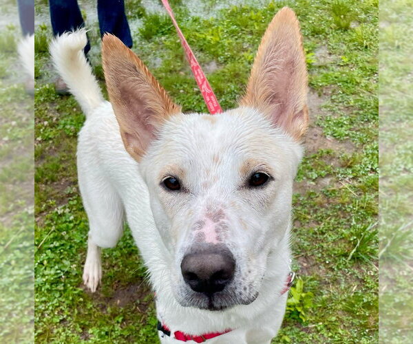 Medium Photo #9 Mutt Puppy For Sale in Canton, CT, USA