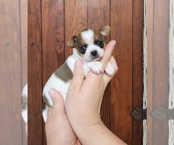 Medium Photo #2 Chihuahua Puppy For Sale in MOUNT AIRY, NC, USA