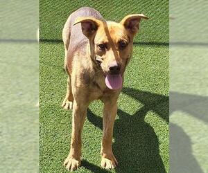 German Shepherd Dog-Texas Heeler Mix Dogs for adoption in Lathrop, CA, USA