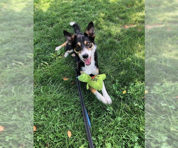 Medium Photo #3 Border Collie-Unknown Mix Puppy For Sale in Elmsford, NY, USA