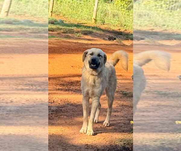 Medium Photo #1 Anatolian Pyrenees Puppy For Sale in Higley, AZ, USA