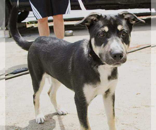 Medium Photo #12 Huskies -Unknown Mix Puppy For Sale in Holly Springs, NC, USA
