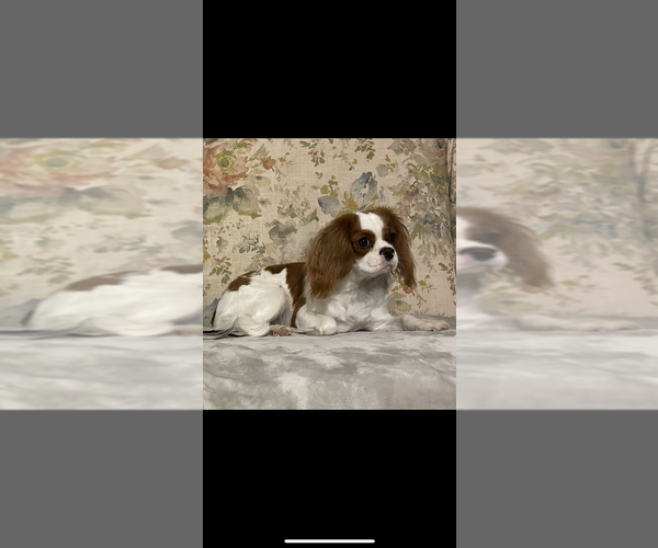Medium Photo #1 Cavalier King Charles Spaniel Puppy For Sale in BROWNWOOD, TX, USA