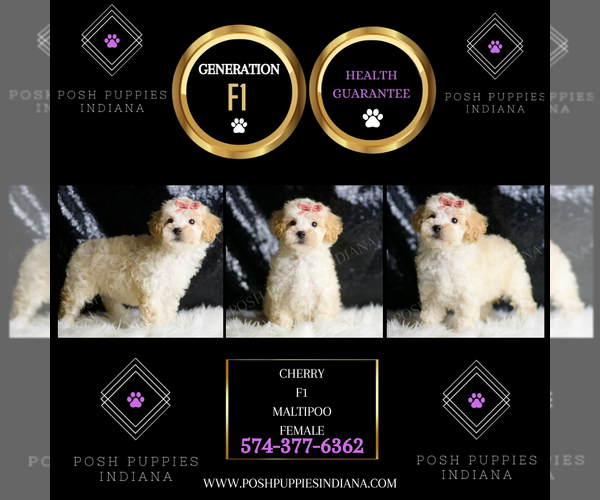 Medium Photo #5 Maltipoo Puppy For Sale in WARSAW, IN, USA