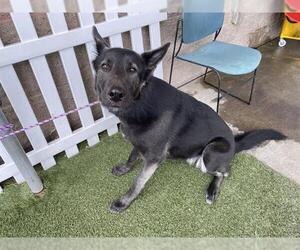 German Shepherd Dog-Unknown Mix Dogs for adoption in Modesto, CA, USA
