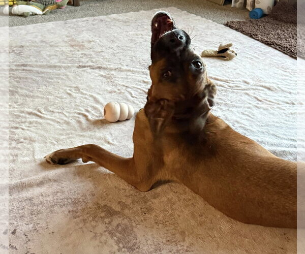 Medium Photo #6 Boxer-Unknown Mix Puppy For Sale in Woodbury, MN, USA