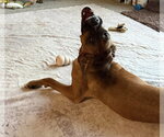 Small #5 Boxer Mix