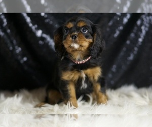 Medium Cavalier King Charles Spaniel