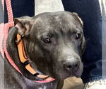 Small #4 Labrador Retriever Mix