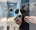 Small Rat Terrier Mix