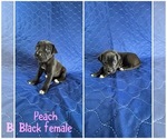 Puppy Peach Cane Corso-Great Dane Mix