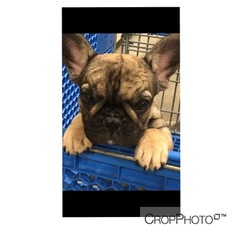 English Bulldogge Puppy for sale in MINNETONKA, MN, USA
