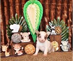 Puppy Norwin Chihuahua