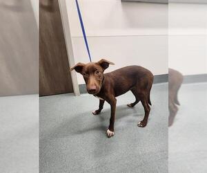 Labrador Retriever Dogs for adoption in Baytown, TX, USA