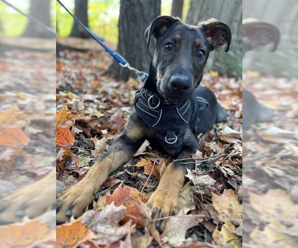 Medium Photo #1 German Shepherd Dog Puppy For Sale in Toronto, Ontario, Canada