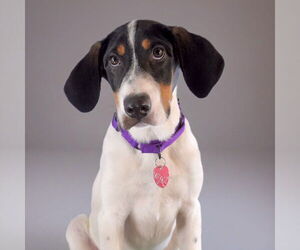 English Foxhound-Treeing Walker Coonhound Mix Dogs for adoption in Sheridan, CO, USA