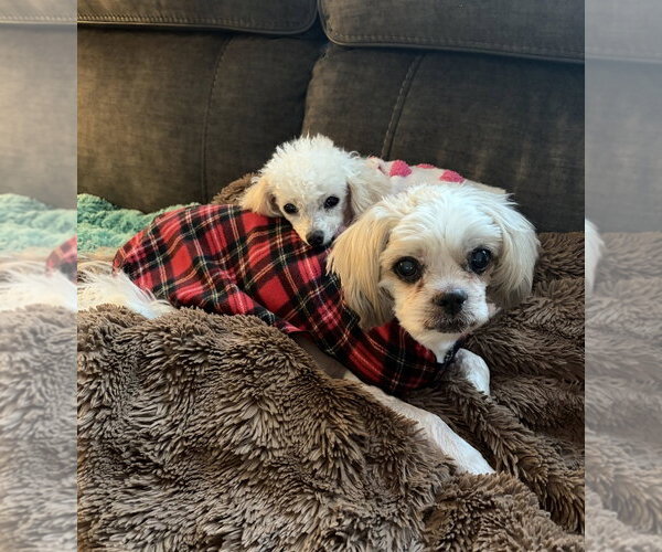 Medium Photo #1 Zuchon Puppy For Sale in Sequim, WA, USA