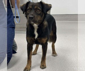 Medium Retriever  Mix