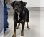 Small Retriever Mix