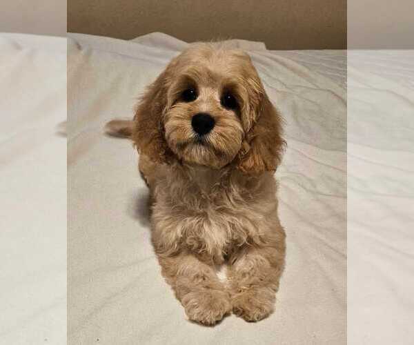 Medium Photo #1 Cockapoo (Toy) Puppy For Sale in PALM COAST, FL, USA
