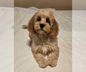 Cockapoo (Toy) Puppy for sale in PALM COAST, FL, USA