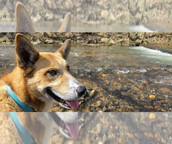 Medium Photo #4 Mutt Puppy For Sale in Candler, NC, USA