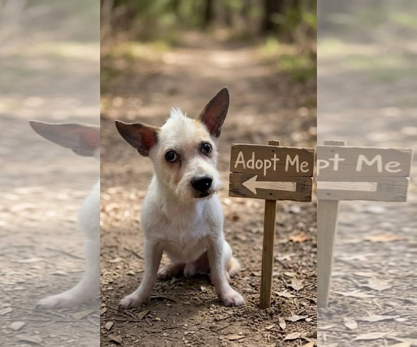 Medium Photo #8 Mutt Puppy For Sale in Germantown, OH, USA