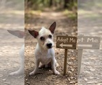 Small #7 Mutt