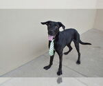Small #1 Labrador Retriever Mix