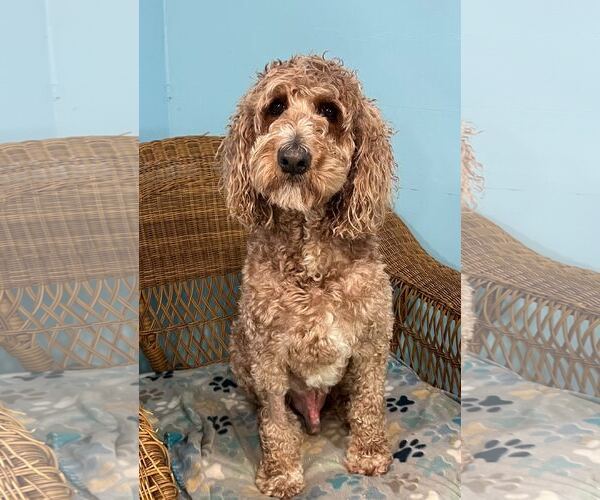 Medium Photo #10 Goldendoodle Puppy For Sale in Pacolet, SC, USA