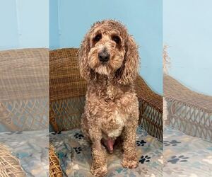 Trooper Dec 24 - Male Goldendoodle Dog for Adoption - Photo #10