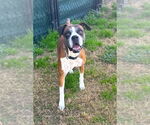 Small #1 Boxer