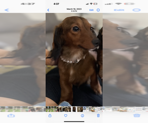 Mother of the Dachshund puppies born on 01/09/2025