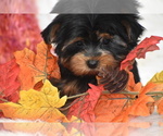 Small #2 Yorkshire Terrier
