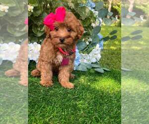 Goldendoodle (Miniature) Puppy for sale in INDIANAPOLIS, IN, USA