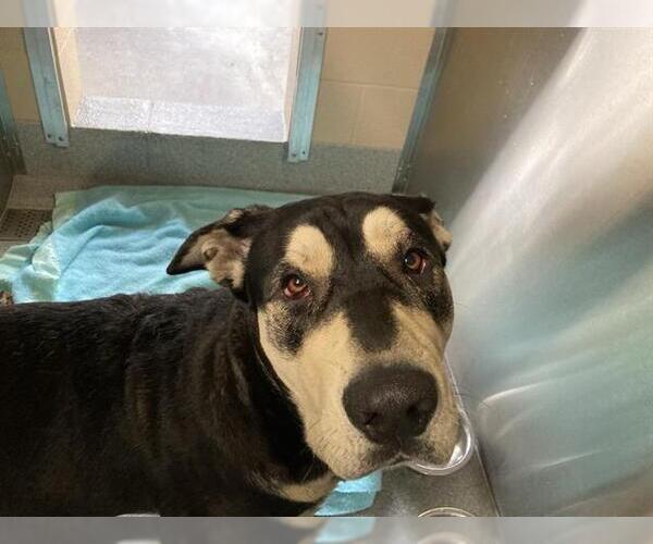 Medium Photo #1 Chinese Shar-Pei-Great Dane Mix Puppy For Sale in Orange, CA, USA