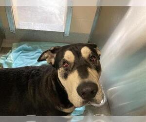 Chinese Shar-Pei-Great Dane Mix Dogs for adoption in Orange, CA, USA