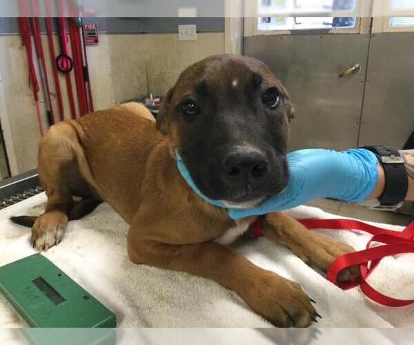 Medium Photo #1 Mutt Puppy For Sale in Riverside, CA, USA