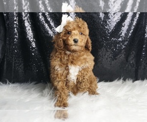 Poodle (Miniature) Puppy for sale in WARSAW, IN, USA