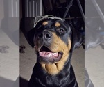 Small Photo #11 Rottweiler Puppy For Sale in WAVELAND, IN, USA