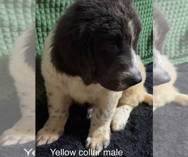 Medium Photo #35 Newfoundland Puppy For Sale in AURORA, IN, USA