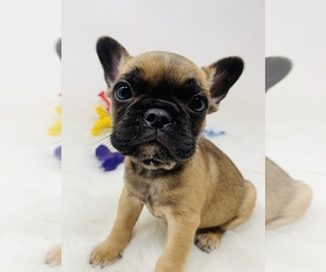 French Bulldog Puppy for sale in KERENS, TX, USA