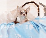 Puppy Dover Chihuahua