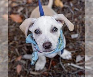 Gardenia (Bloom Pup) - Male Chihuahua-Colonial Cocker Spaniel Mix Dog for Adoption - Photo #20