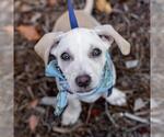 Small #19 Chihuahua-Colonial Cocker Spaniel Mix