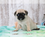 Small #1 Pug